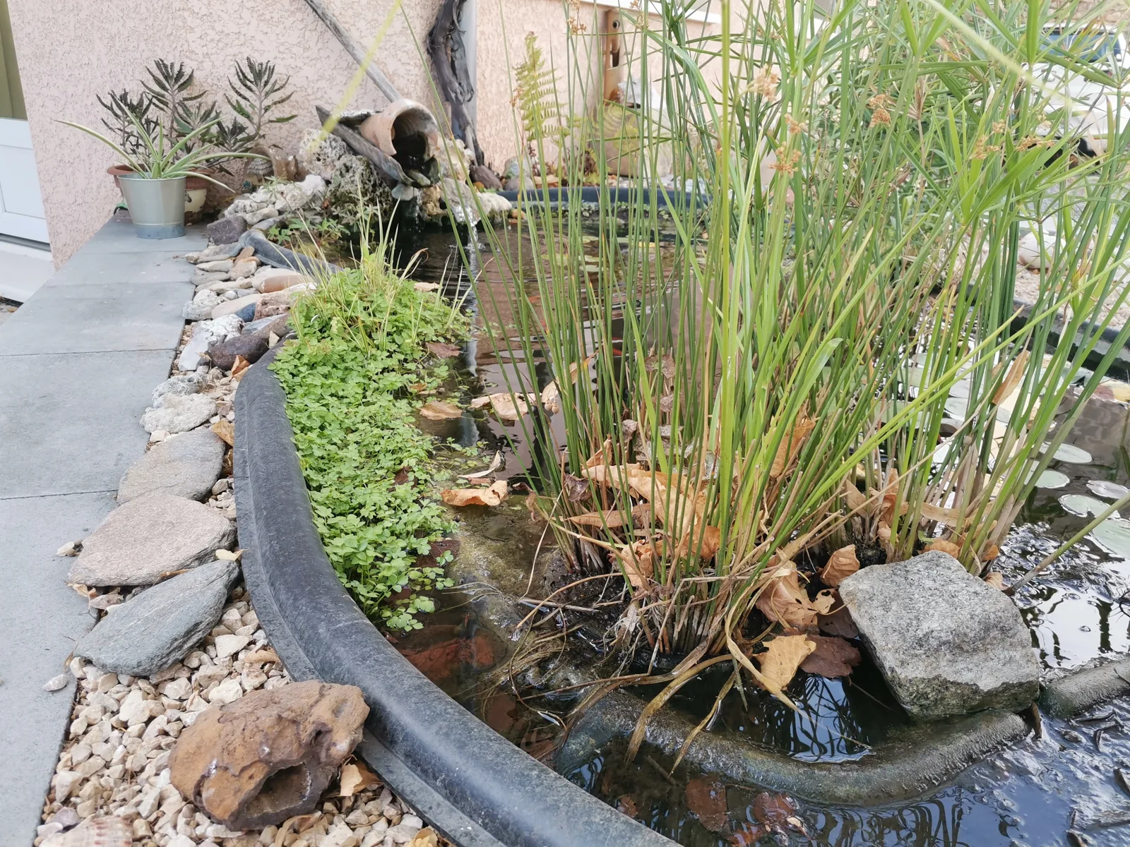 Le jardin du centre, son bassin et ses roseaux